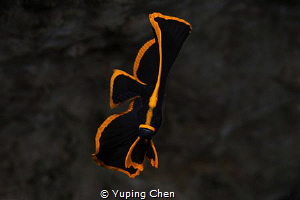 Pinnate Spadefish(Juvenile)/ Lembeh strait, Indonesia, Ca... by Yuping Chen 